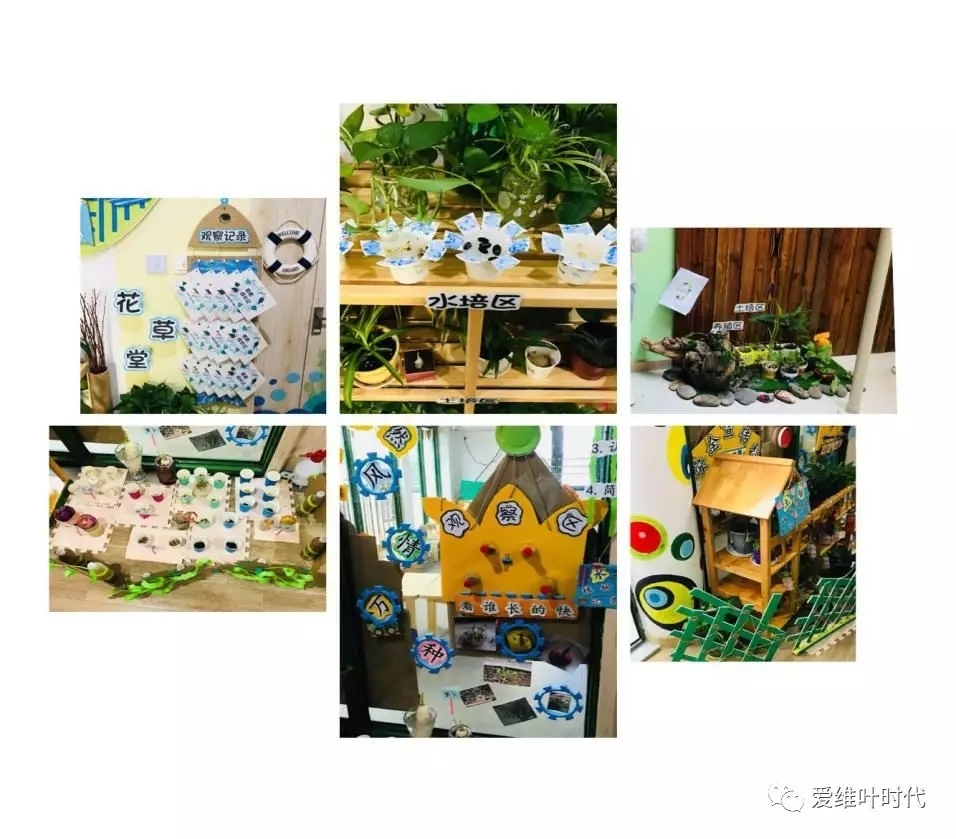 更为幼儿园增添了一道美丽的风景线,让自然角真正成为幼儿观察探究